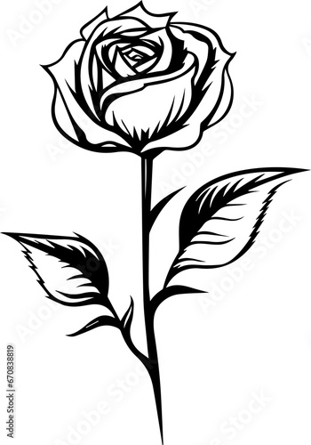 Beautiful Black Rose 