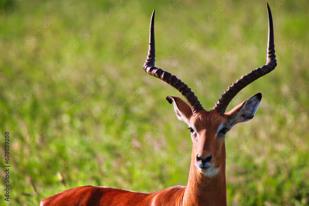 Close up of a magnificient Male Impala with imposing horns gazes across th savanna at Tsavo East National Park, Kenya, Africa Close up of a magnificient Male Impala with imposing horns gazes across th savanna at Tsavo East National Park, Kenya, Africa
