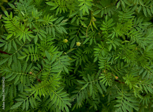 Marigold leaf. Green leaves background. Selective focus.