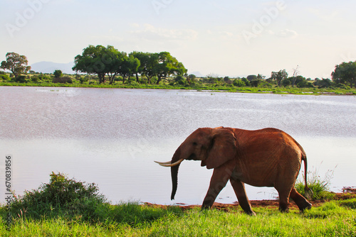 A young adult elephant at a lake in Tsavo East National Park  Kenya  Africa