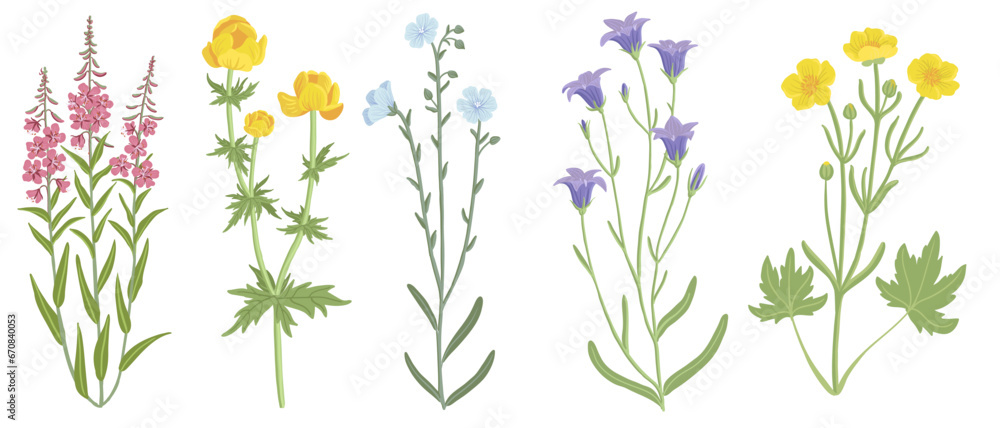 willowherb,globeflower, bells, linum and buttercup, field flowers, vector drawing wild plants at white background, floral elements, hand drawn botanical illustration - obrazy, fototapety, plakaty 
