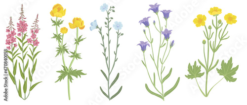 willowherb,globeflower, bells, linum and buttercup, field flowers, vector drawing wild plants at white background, floral elements, hand drawn botanical illustration