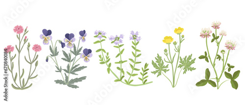 maiden pink, pansy, thyme, buttercup and alsike clover, field flowers, vector drawing wild plants at white background, floral elements, hand drawn botanical illustration