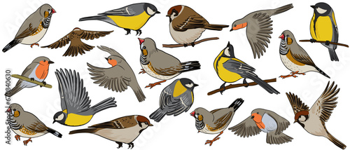 vector drawing birds, great tit, sparrow, zebra finch and robin, hand drawn songbirds, isolated nature design elements