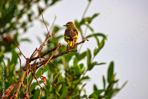 A Golden Pipit bird perched on a bush at Tsavo East National Park, Kenya, Africa photo