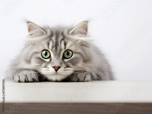 Funny large gray longhair kitten with big beautiful green eyes lies on a white table. Cute soft cat licks its lips. Free space for text.  © I Love Png