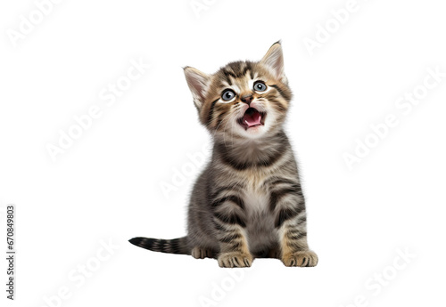 Cute tabby kitten sitting and licking lips up on white background isolated