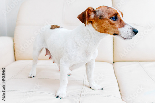 Adorable Jack Russell Terrier on sofa at home. Lovely dog. Adorable doggy with folded ears, alone on the couch at home. Close up, copy space, cozy interior background
