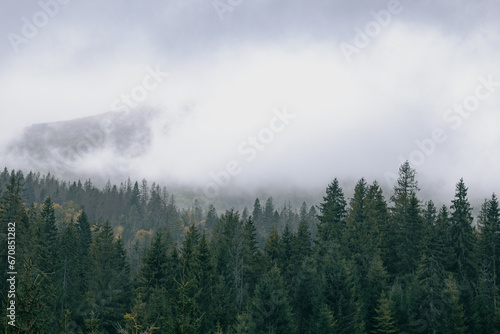 Foggy spruce forest woodland. Panoramic landscape. Mountain hills foggy woodland. Carpathian mountains. Ukraine © stone36
