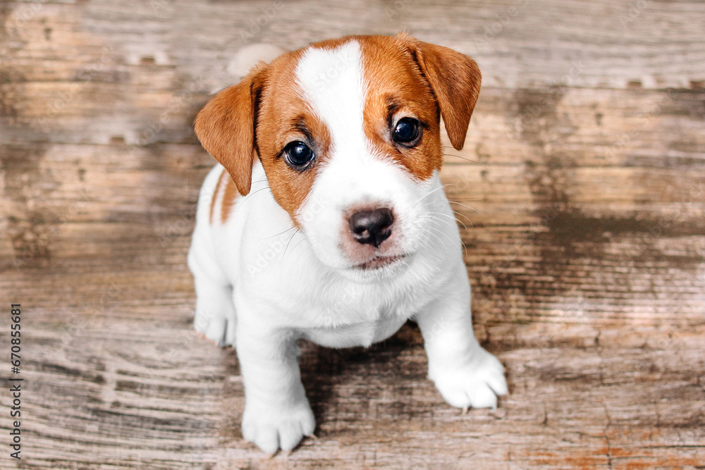 Dog sitting on wooden floor. Puppy jack russell terrier looking up. Little dog relaxing at home. Adored Puppy sitting on dark floor at cozy house, top view, looking up Dog sitting on wooden floor. Puppy jack russell terrier looking up. Little dog relaxing at home. Adored Puppy sitting on dark floor at cozy house, top view, looking up