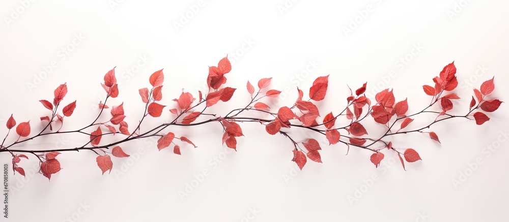 Delicate red leaves emerge from the rose s sprouting buds