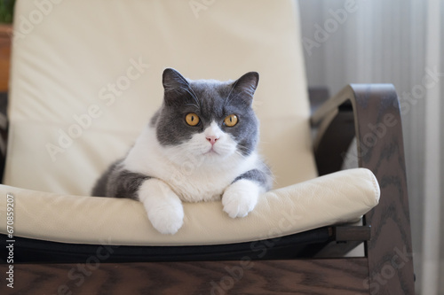 British shorthair cat lying on rocking chair