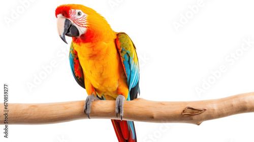 beautiful parrot on the transparent background