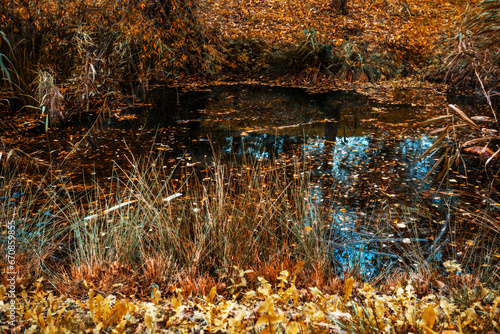 Peaceful pond on a autumn day