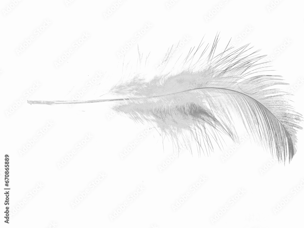 feather isolated on white, Faint black lines of feathers on a white background, beauty of nature to be faded by time feather isolated on white, Faint black lines of feathers on a white background, beauty of nature to be faded by time