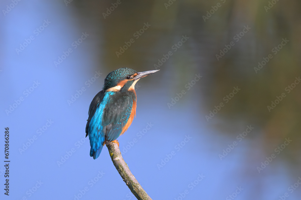 Fototapeta premium Kingfisher