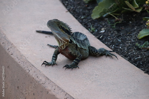 The Australian water dragon in a city park