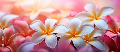 Hawaiian Plumeria flowers in a bokeh background captured in close up