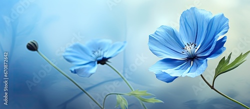 Creating a digital painting effect using photo manipulation techniques on a beautiful blue flower in the spring
