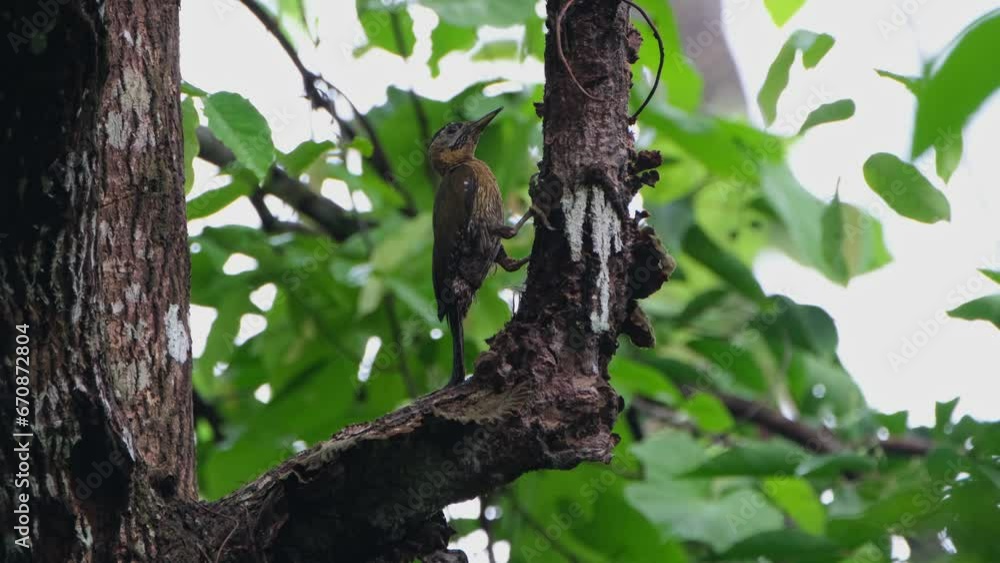 Pecking on the side of this branch as it progresses going up taking off barks and exposing food, Laced Woodpecker Picus vittatus Female, Thailand Pecking on the side of this branch as it progresses going up taking off barks and exposing food, Laced Woodpecker Picus vittatus Female, Thailand