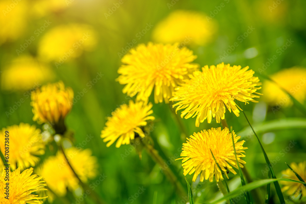 Yellow dandelions blooming on grass background
Yellow dandelions blooming on grass background