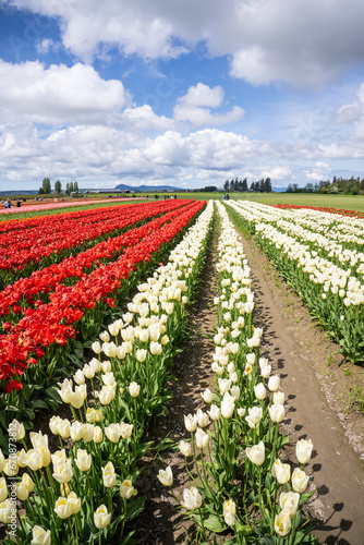 Skagit Valley Tulip Festival