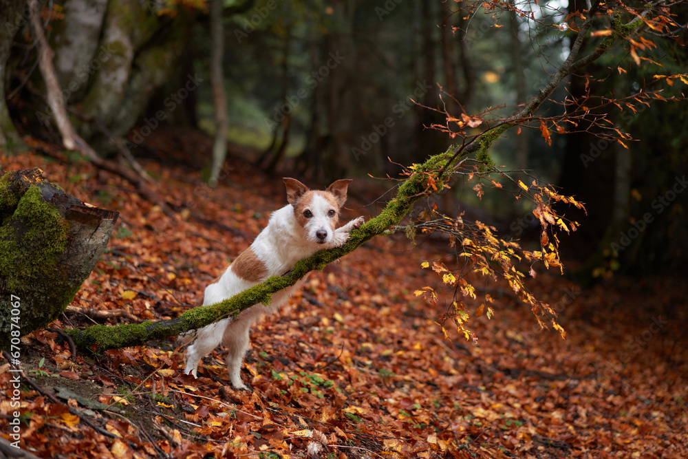 Obraz premium Jack Russell Terrier in Forest, Dog stands alert amidst mossy rocks and autumn leaves. Adventure setting with natural woodland background