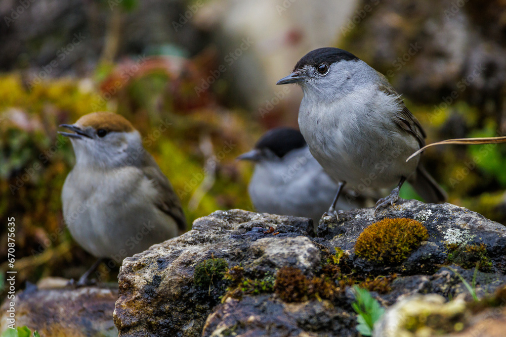 Mönchsgrasmücke (Sylvia atricapilla) Männchen und Weibchen Mönchsgrasmücke (Sylvia atricapilla) Männchen und Weibchen