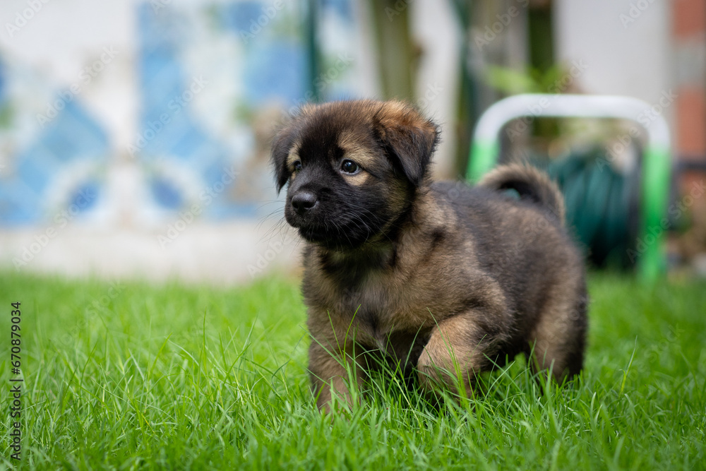Black and dark brown puppy in green field