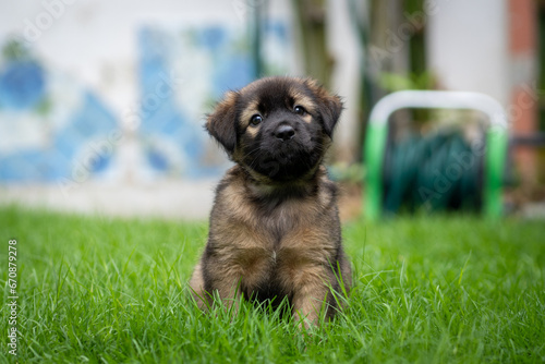 Black and dark brown puppy in green field © SKW