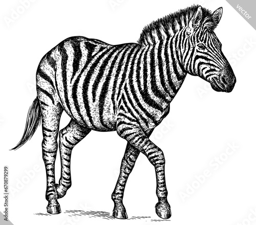 Vintage engraving isolated zebra horse set illustration ink sketch. Wild equine background nag mustang animal silhouette art. Black and white hand drawn vector image