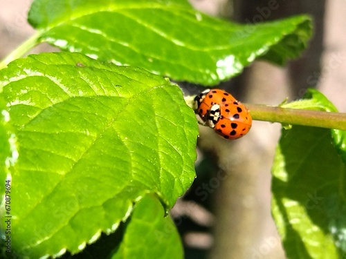 Ladybugs an a plumtree photo