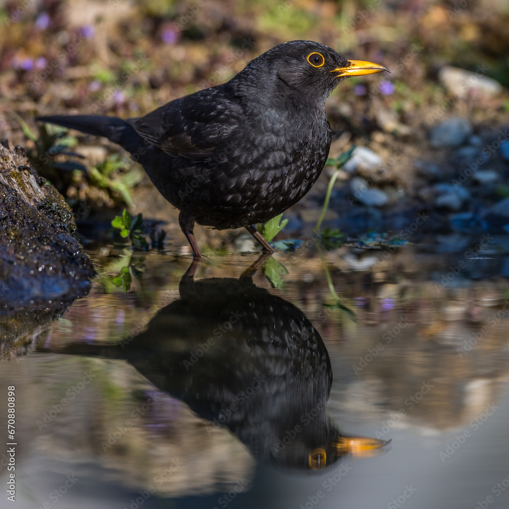 Amsel (Turdus merula) Männchen Amsel (Turdus merula) Männchen