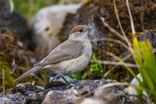 Mönchsgrasmücke (Sylvia atricapilla) Weibchen photo