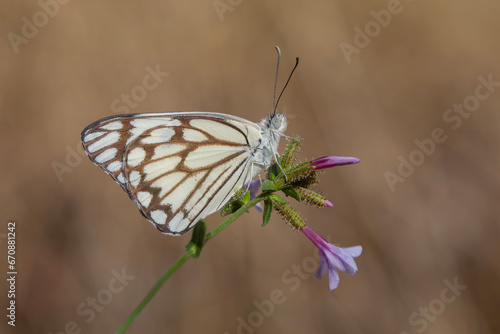 large white migratory butterfly, Brown-veined White, Belenois aurota © kenan