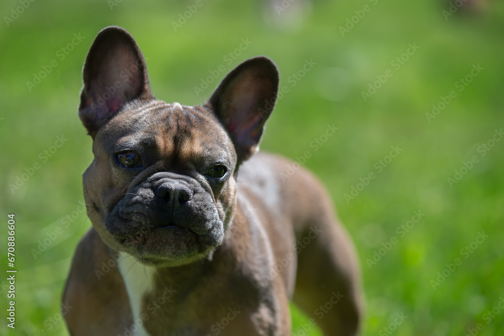 Luxurious French bulldog of noble blood on a green lawn. Cute dog looking at the camera.