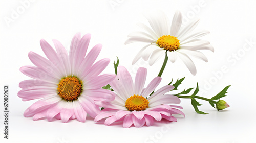 Beautiful white Daisy Marguerite with a little pink