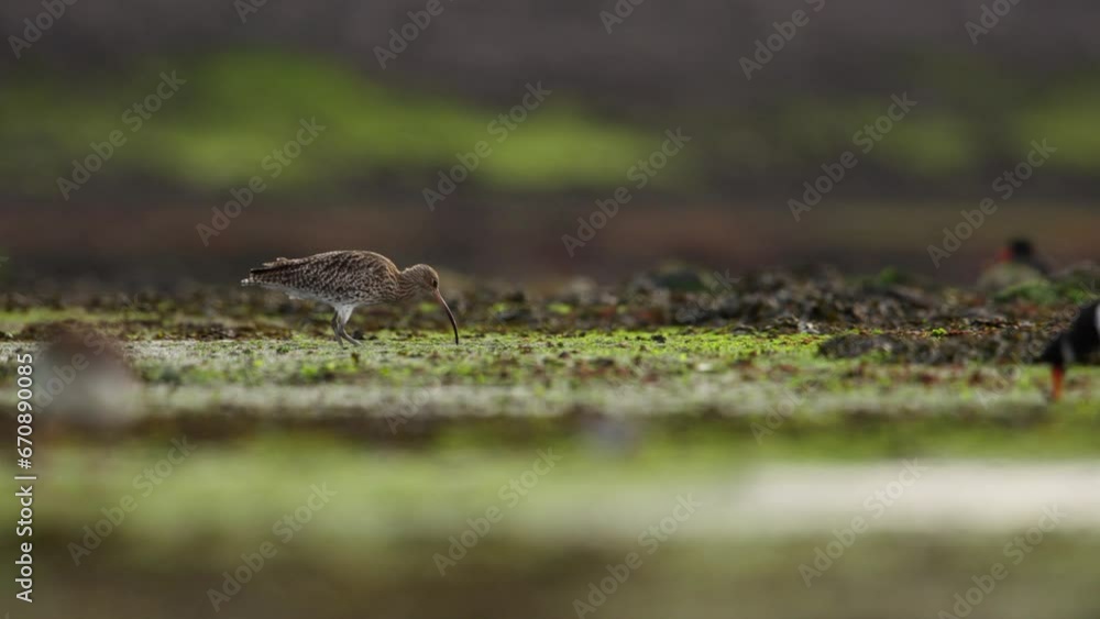 Curlew forages along intertidal zone with long downcurved bill. Telephoto Curlew forages along intertidal zone with long downcurved bill. Telephoto