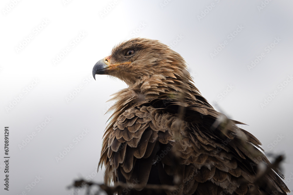 Portrait of a wild beautiful majestic Black Kite in the Serengeti National Park, Tanzania, Africa
Portrait of a wild beautiful majestic Black Kite in the Serengeti National Park, Tanzania, Africa