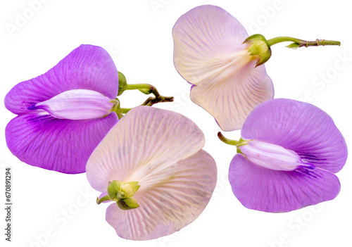 Pink Butterfly pea flower or Centrosema pubescens Benth Isolate on white background PNG File. photo