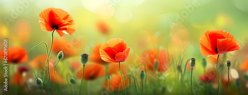 Red poppies on green meadow. Floral background.
