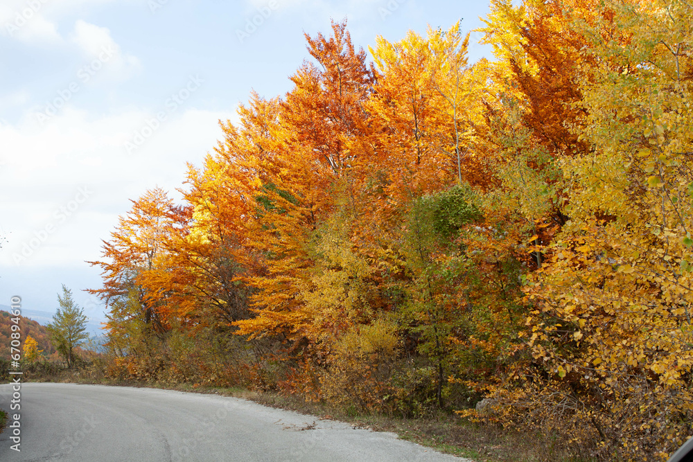 Fototapeta premium Woods in autumn