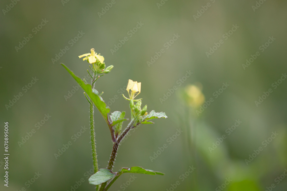 Flowers with unfocused background Flowers with unfocused background