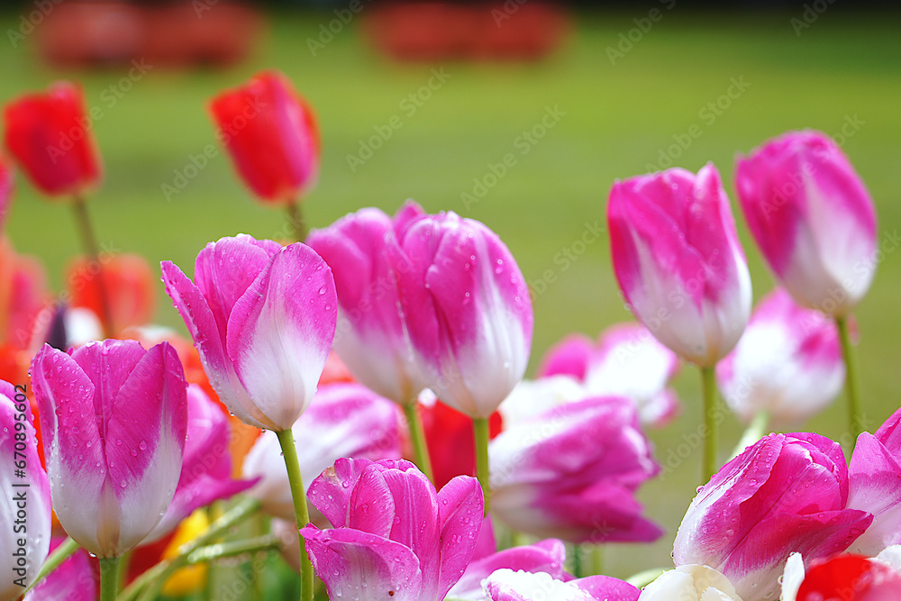 Fototapeta premium Bright pink and white tulips bloom beautifully in the park.