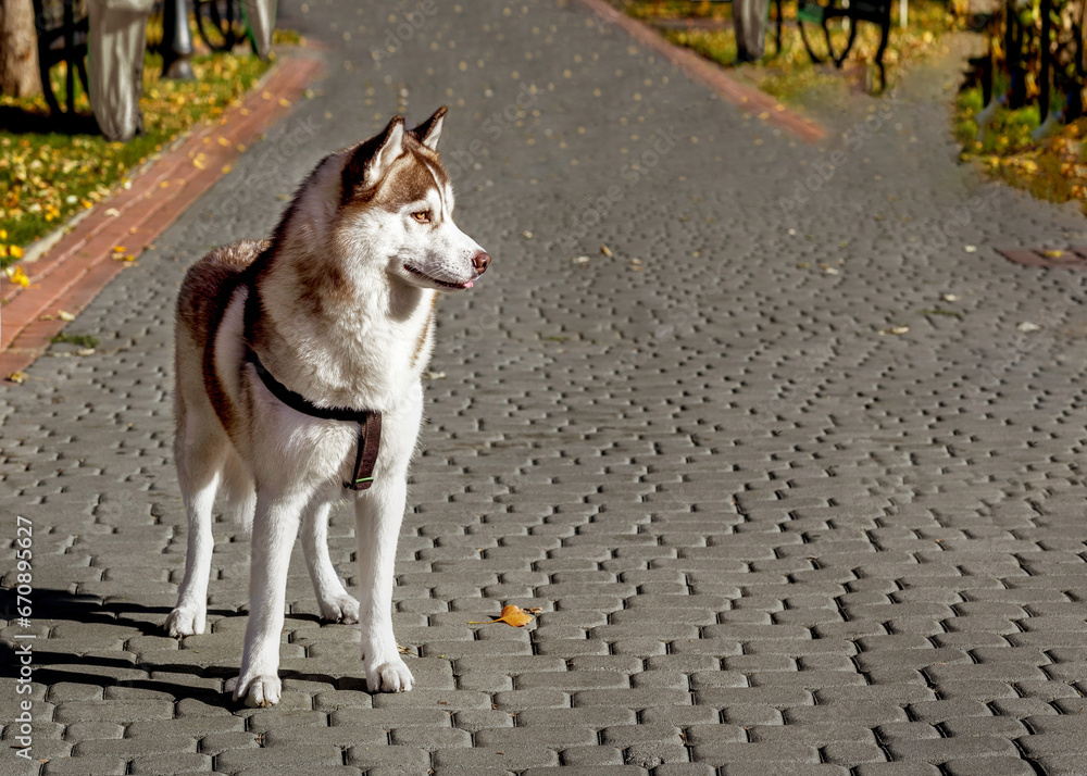  Husky dog in full height, brown color.