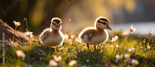Foto Egyptian goslings foraging in a park on a sunny spring morning