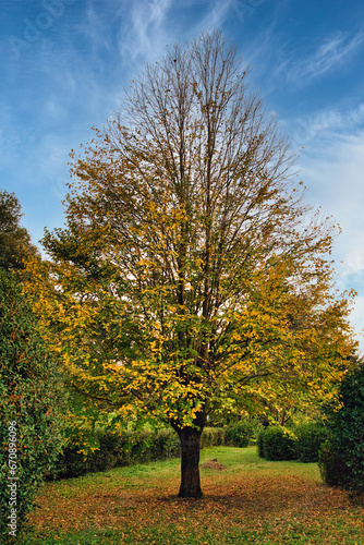 落ち葉のじゅうたんと黄色く紅葉した大きな木の美しい風景