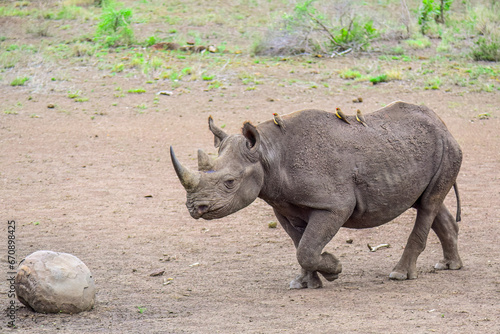 Black Rhino with oxpeckers