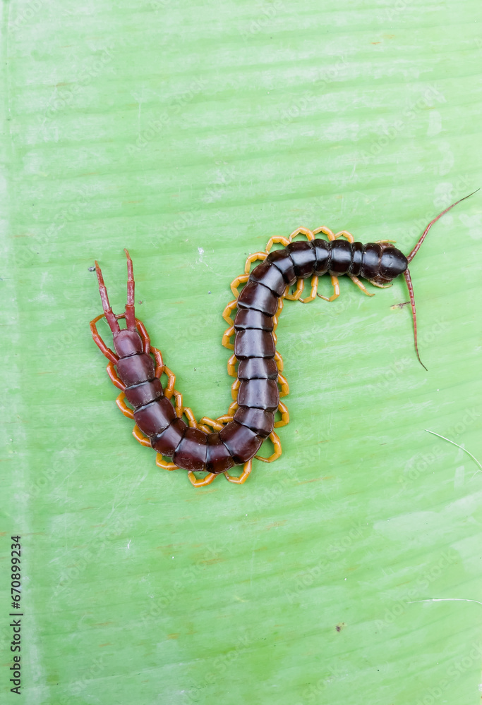 A centipede can bite. It is a poisonous animal and has a lot of legs.It is on the leave.	