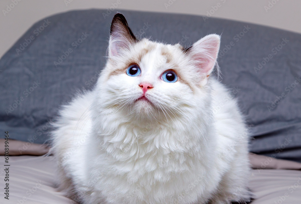 Obraz premium white persian cat